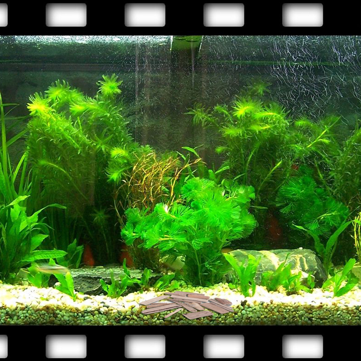 30개 드리프트우드 어항 장식품 천연 수족관 나무 장식 - Planted Aquarium Ph 리뷰 및 가격